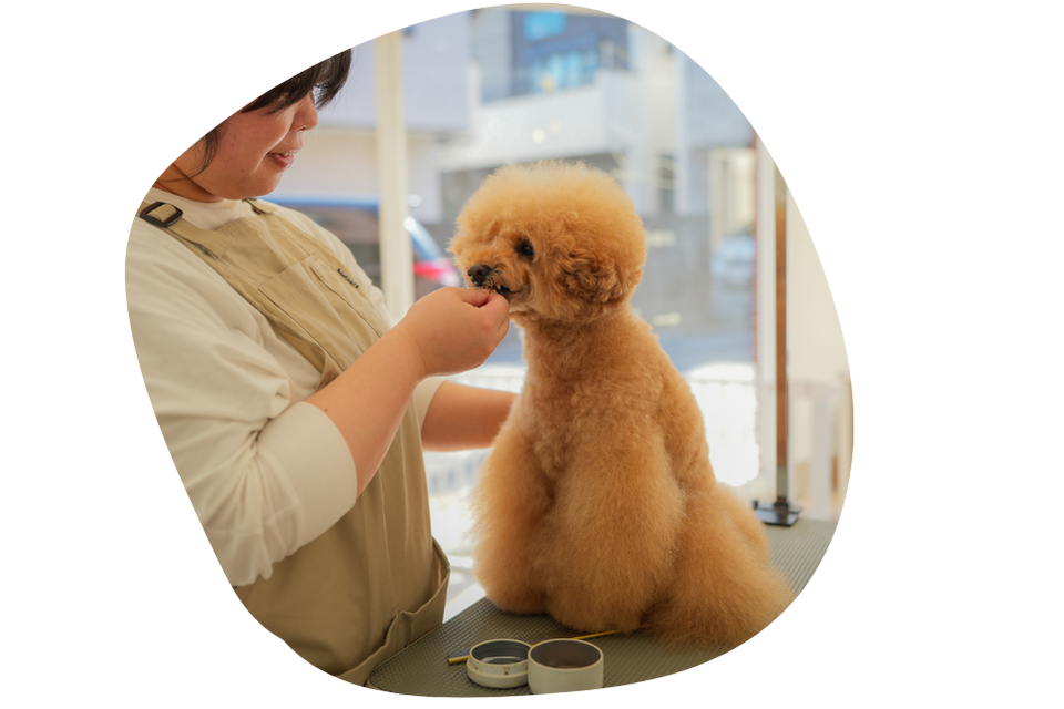 西東京市のトリミングサロンカノープスでおやつを食べている風景
