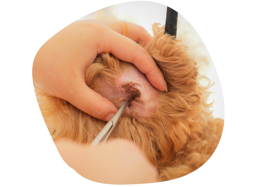 耳毛はその子に合わせて切る処理か抜く処理か決めます。